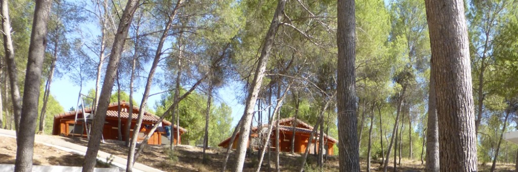 Camping cabins in the woods